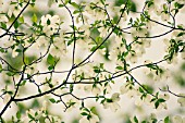 CORNUS FLORIDA, DOGWOOD - FLOWERING DOGWOOD