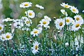 LEUCANTHEMUM VULGARE, DAISY, MARGUERITE