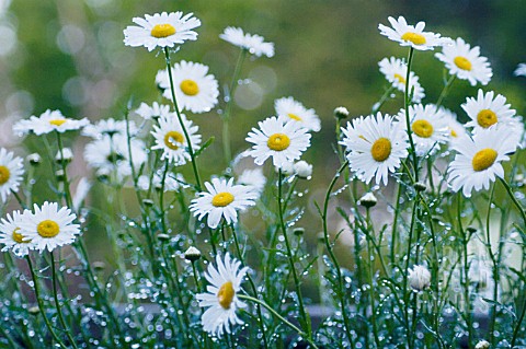 LEUCANTHEMUM_VULGARE_DAISY_MARGUERITE