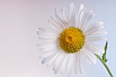 LEUCANTHEMUM X SUPERBUM, DAISY - SHASTA DAISY