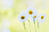 LEUCANTHEMUM VULGARE, DAISY, MARGUERITE