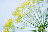 ANETHUM GRAVEOLENS, DILL