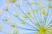 ANETHUM GRAVEOLENS, DILL