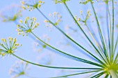 ANETHUM GRAVEOLENS, DILL