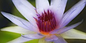 NYMPHAEA, WATER LILY