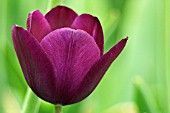 TULIPA ‘NEGRITA’, TULIP