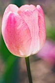 TULIPA, TULIP