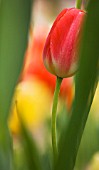 TULIPA, TULIP