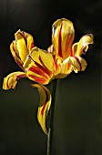 TULIPA, TULIP