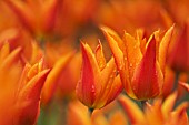 TULIPA, TULIP