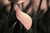 TULIPA, TULIP