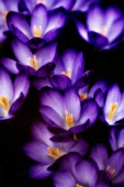 CROCUS VERNUS, CROCUS