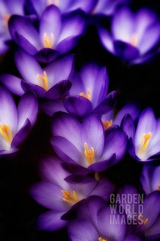 CROCUS_VERNUS_CROCUS