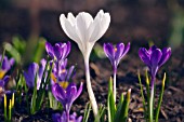 CROCUS VERNUS, CROCUS