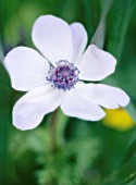 ANEMONE CORONARIA, ANEMONE