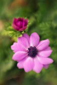 ANEMONE CORONARIA, ANEMONE