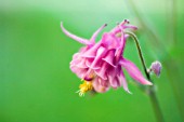 AQUILEGIA FORMOSA, AQUILEGIA, COLUMBINE