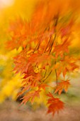 ACER PALMATUM, JAPANESE MAPLE