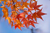 ACER PALMATUM, JAPANESE MAPLE