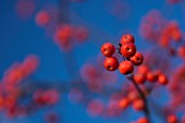 MALUS CORONARIA, CRAB APPLE