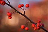 MALUS CORONARIA, CRAB APPLE