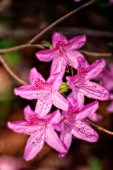 RHODODENDRON, AZALEA