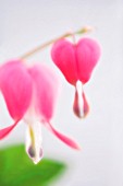 DICENTRA SPECTABILIS, BLEEDING HEART