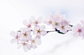 PRUNUS, CHERRY