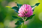 TRIFOLIUM PRATENSE, CLOVER