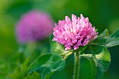 TRIFOLIUM PRATENSE, CLOVER