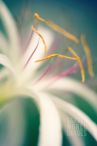 CRINUM_ASIATICUM_SPIDER_LILY