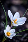 CROCUS VERNUS, CROCUS