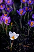 CROCUS VERNUS, CROCUS