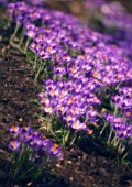 CROCUS VERNUS, CROCUS