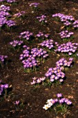 CROCUS VERNUS, CROCUS