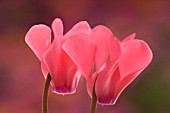 CYCLAMEN HEDERIFOLIUM, CYCLAMEN