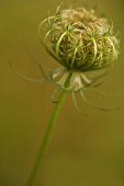 DAUCUS CAROTA, CARROT - WILD CARROT