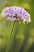 TRACHYRNENE COERULEA, BLUE LACE FLOWER