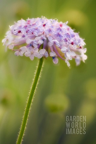 TRACHYRNENE_COERULEA_BLUE_LACE_FLOWER