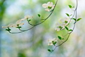 CORNUS FLORIDA, DOGWOOD - FLOWERING DOGWOOD