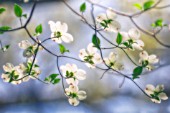 CORNUS FLORIDA, DOGWOOD - FLOWERING DOGWOOD