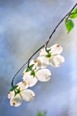 CORNUS FLORIDA, DOGWOOD - FLOWERING DOGWOOD