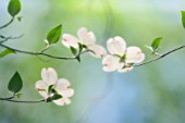 CORNUS FLORIDA, DOGWOOD - FLOWERING DOGWOOD