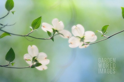 CORNUS_FLORIDA_DOGWOOD__FLOWERING_DOGWOOD