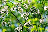 CORNUS FLORIDA, DOGWOOD - FLOWERING DOGWOOD