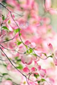 CORNUS FLORIDA, DOGWOOD - FLOWERING DOGWOOD