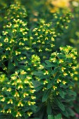 EUPHORBIA CANARIENSIS, EUPHORBIA, SPURGE