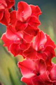 GLADIOLUS, GLADIOLUS