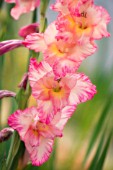 GLADIOLUS, GLADIOLUS