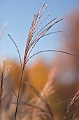 MISCANTHUS, MISCANTHUS, CHINESE SILVER GRASS